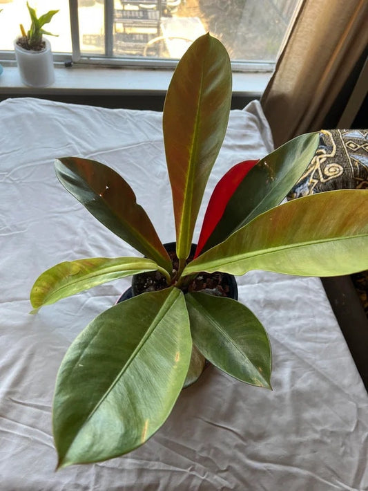 Philodendron Linnaei Kunth 2” rare rainforest plant **(ALL plants require you to purchase ANY 2 plants!)**