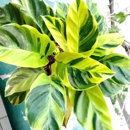 Calathea Louisae Thai beauty starter plant **(ALL plants require you to purchase ANY 2 plants!)**