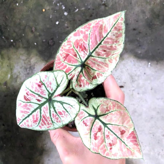 Caladium strawberry heart elephant ear 2” plant **(ALL plants require you to purchase ANY 2 plants!)**