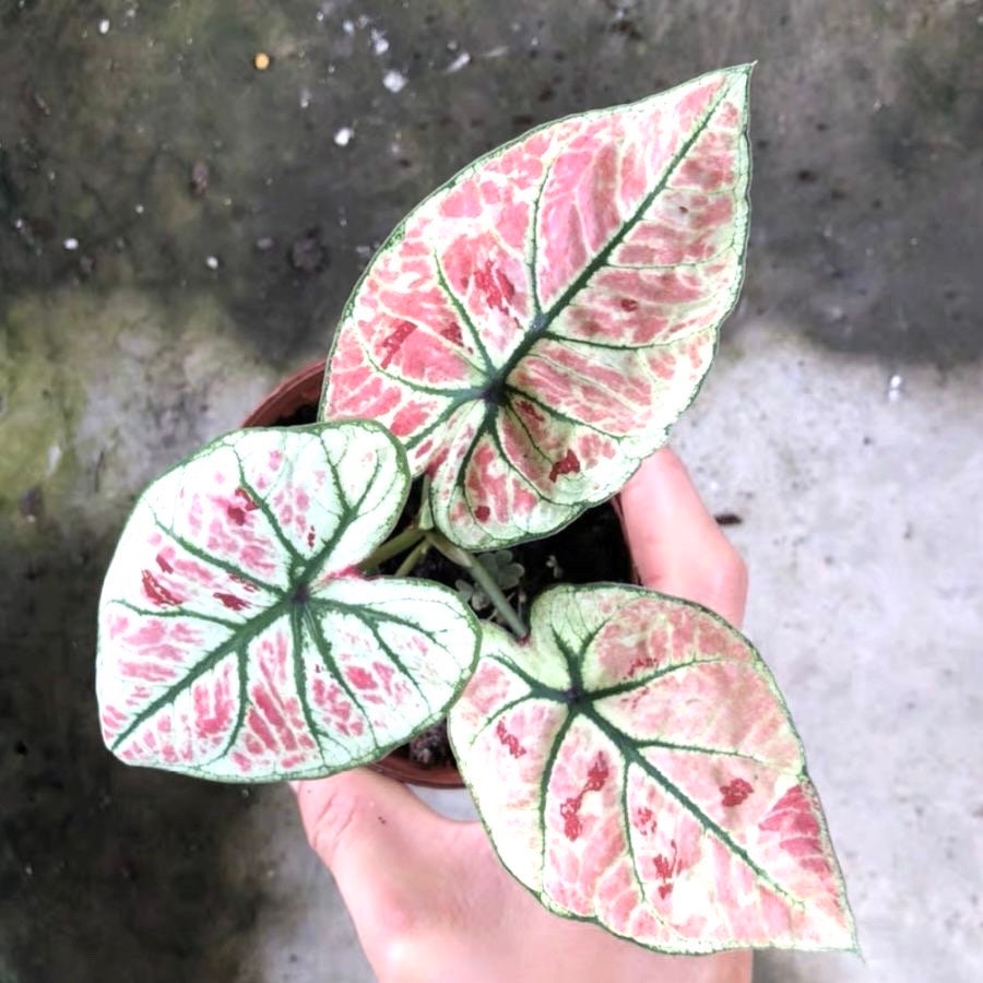 Caladium strawberry heart elephant ear starter plant **(ALL plants require you to purchase ANY 2 plants!)**
