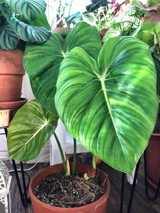 Philodendron Pastazanum large leaf form 2” plant **(ALL plants require you to purchase ANY 2 plants!)**