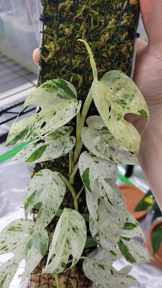 Epipremnum Pinnatum variegated Marble climbing rare starter plant **(ALL plants require you to purchase ANY 2 plants!)**