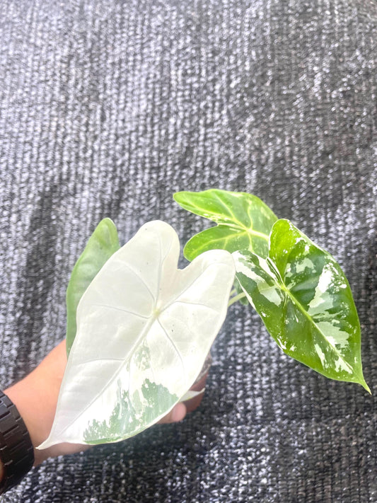 Alocasia Variegated Frydek 2” plant **(ALL plants require you to purchase ANY 2 plants!)**