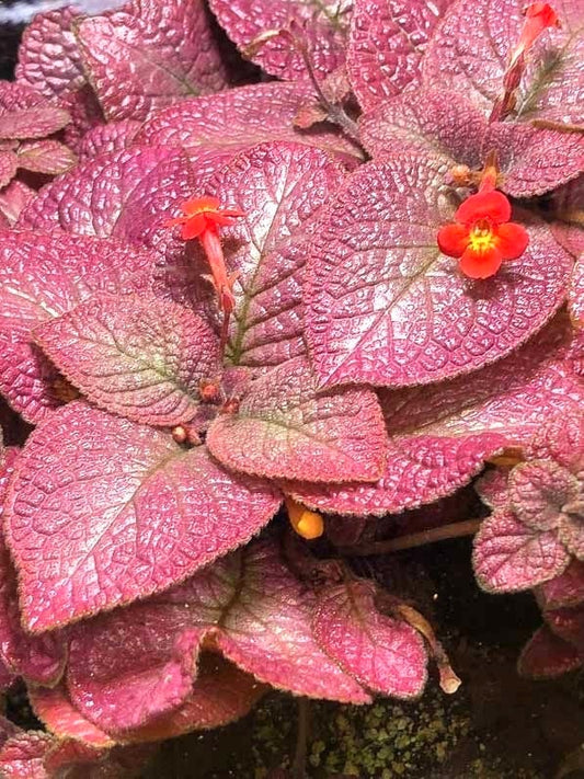 Episcia pink strawberry mist variegated flowering African violet 2” plant **(ALL plants require you to purchase ANY 2 plants!)**