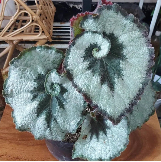 Begonia Rex escargot 4” plant **(ALL plants require you to purchase ANY 2 plants!)**