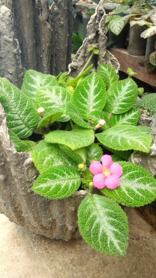 Episcia pink velvet variegated flowering African violet starter plant **(ALL plants require you to purchase ANY 2 plants!)**