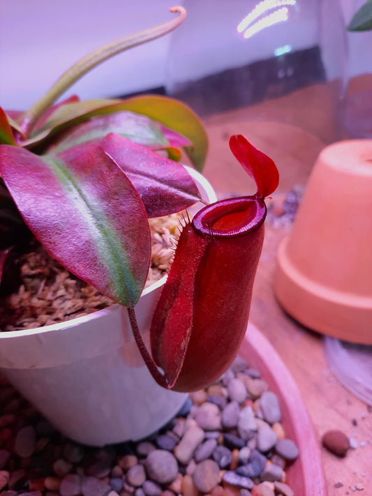 Nepenthes Lady Luck deep red pitcher plant **(ALL plants require you to purchase ANY 2 plants!)**