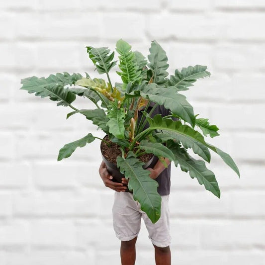Philodendron jungle boogie/tiger tooth/narrow 4” Plant (ALL STARTER PLANTS require you to purchase 2 plants!)**