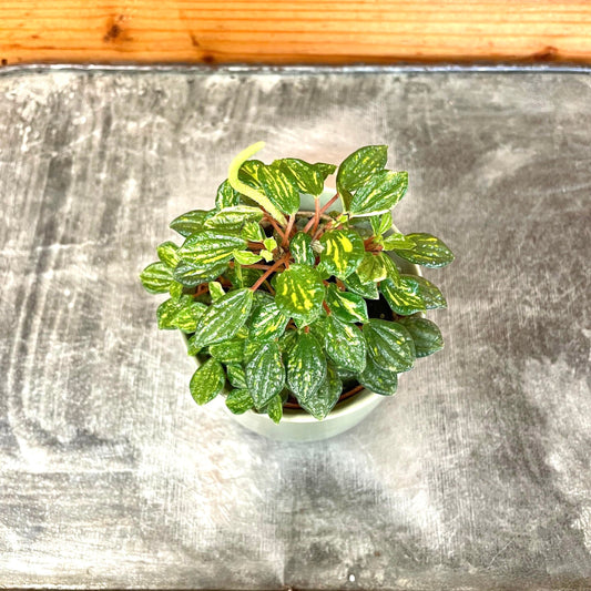 Peperomia Meridiana maculata variegated gold starter plant **(ALL plants require you to purchase ANY 2 plants!)**
