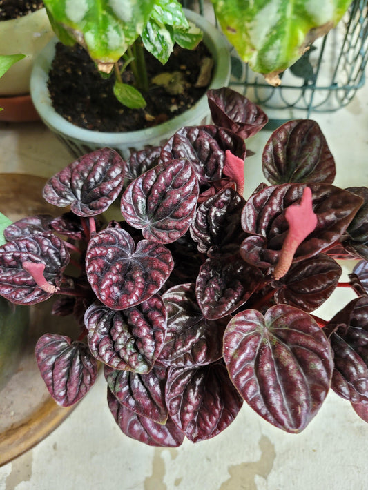 Peperomia red schumi 2” plant **(ALL plants require you to purchase ANY 2 plants!)**