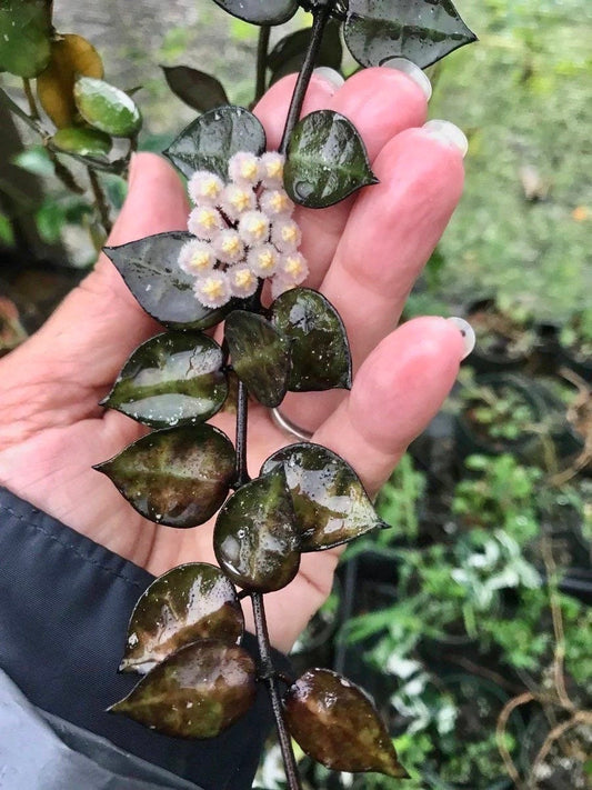 Hoya Krohniana Black starter plant **(ALL plants require you to purchase ANY 2 plants!)**