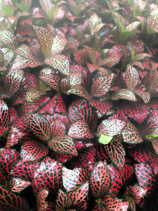 Fittonia “Firetail” red nerve hybrid 4” plant **(ALL plants require you to purchase ANY 2 plants!)**