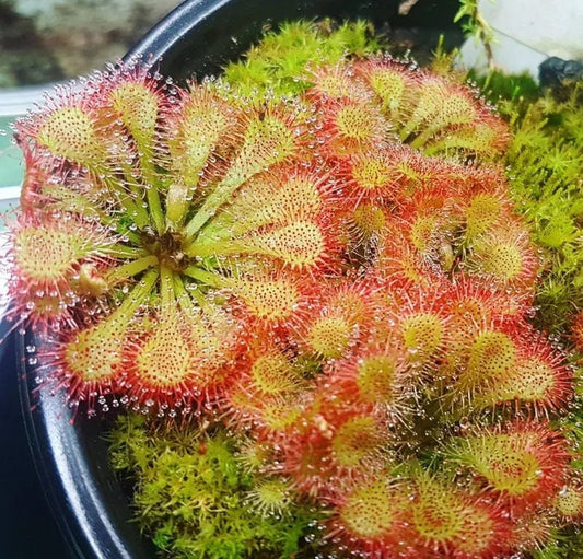 Drosera spatulata (Cluster/multi stem) starter plant **(ALL plants require you to purchase ANY 2 plants!)**