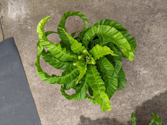 Asplenium hurricane fern unique starter plant **(ALL plants require you to purchase ANY 2 plants!)**