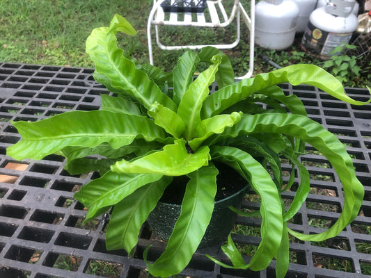 Asplenium antiquum hurricane fern unique 2” plant **(ALL plants require you to purchase ANY 2 plants!)**