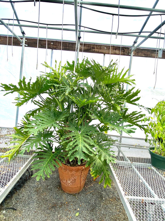 Philodendron Hope Selloum starter plant **(ALL plants require you to purchase ANY 2 plants!)**