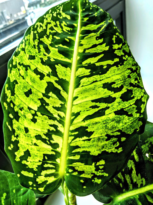 Diffenbachia Reflector 2” plant **(ALL plants require you to purchase ANY 2 plants!)**