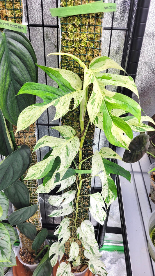 Epipremnum Pinnatum variegated Marble climbing rare 2” plant **(ALL plants require you to purchase ANY 2 plants!)**