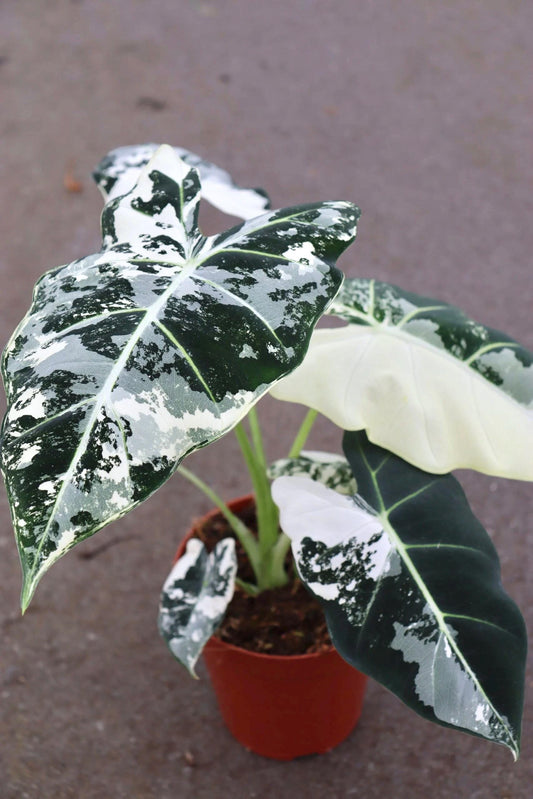 Alocasia Variegated Frydek Large* 5 pack special deal! **(ALL plants require you to purchase ANY 2 plants!)**