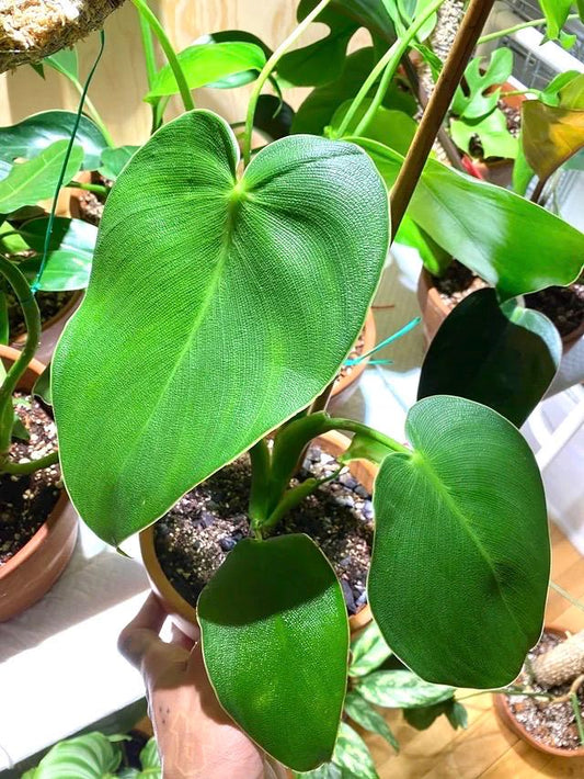 Philodendron Rugosum “pigskin” 2” plant **(ALL plants require you to purchase ANY 2 plants!)**