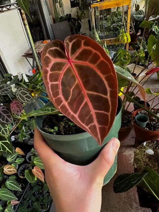 Anthurium Crystallinum Red (Indonesian origin) starter plant **(ALL plants require you to purchase ANY 2 plants!)**