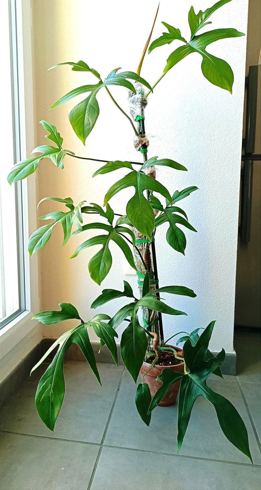 Philodendron Glad hands 2” plant **(ALL plants require you to purchase ANY 2 plants!)**