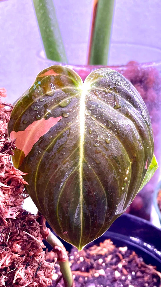Philodendron Melanochrysum Sport variegated pink starter plant (1 OF 1)