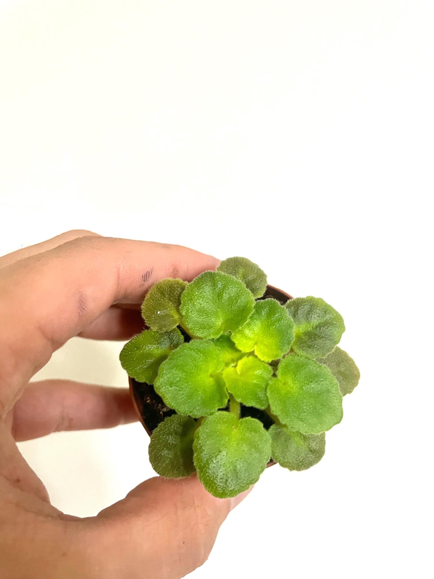 Wranglers hot cups variegated African violet starter plant **(ALL plants require you to purchase ANY 2 plants!)**
