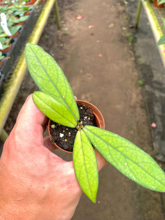 Hoya Crassipetiolata starter plant **(ALL plants require you to purchase ANY 2 plants!)**