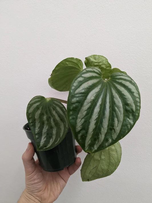 Peperomia watermelon “Ecuador” 2” plant **(ALL plants require you to purchase ANY 2 plants!)**