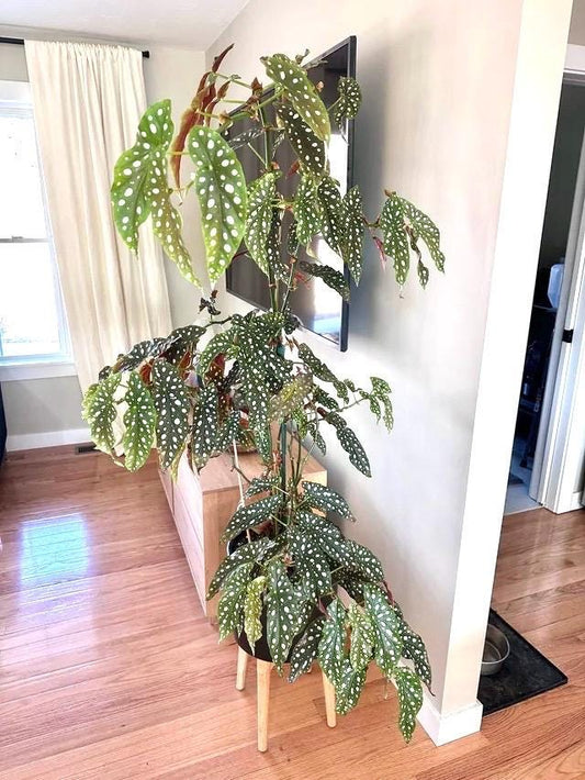 Begonia Rex maculata “angel wing” starter plant **(ALL plants require you to purchase ANY 2 plants!)**