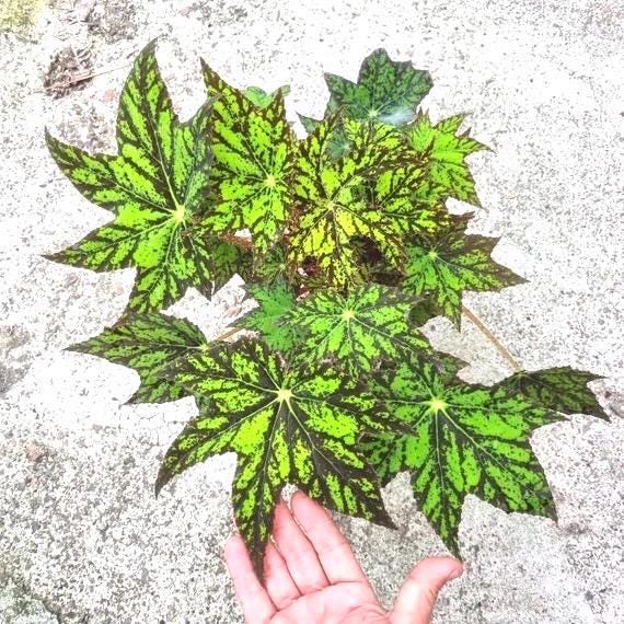 Begonia Rex Geometry 4” plant **(ALL plants require you to purchase ANY 2 plants!)**