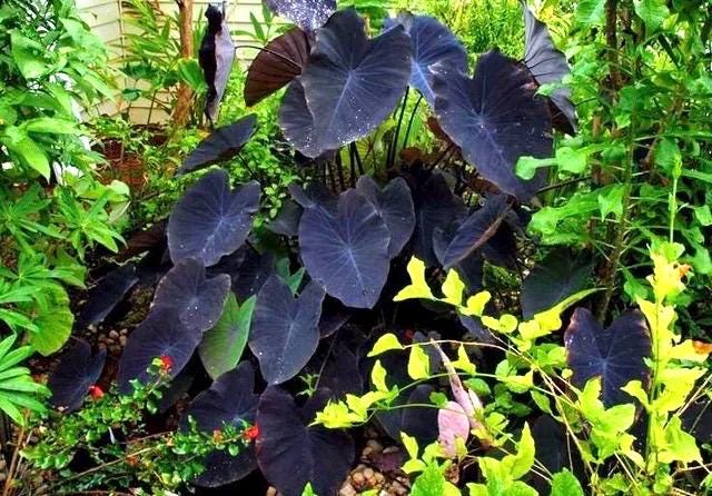 Colocasia black sapphire gecko starter plant **(ALL plants require you to purchase ANY 2 plants!)**