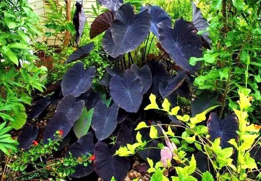 Colocasia black sapphire gecko starter plant **(ALL plants require you to purchase ANY 2 plants!)**