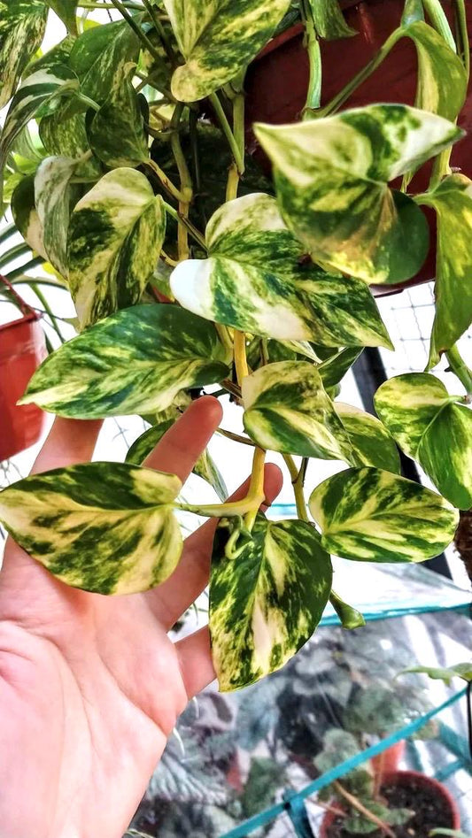 Golden Pothos starter plant **(ALL plants require you to purchase ANY 2 plants!)**