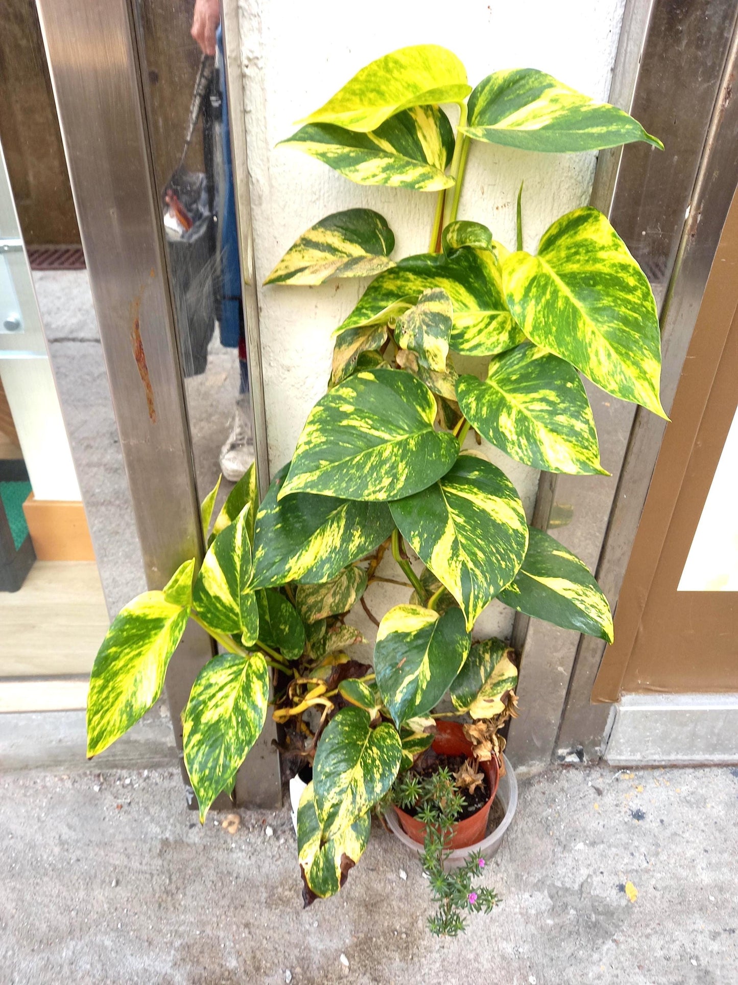 Golden Pothos 4” plant **(ALL plants require you to purchase ANY 2 plants!)**