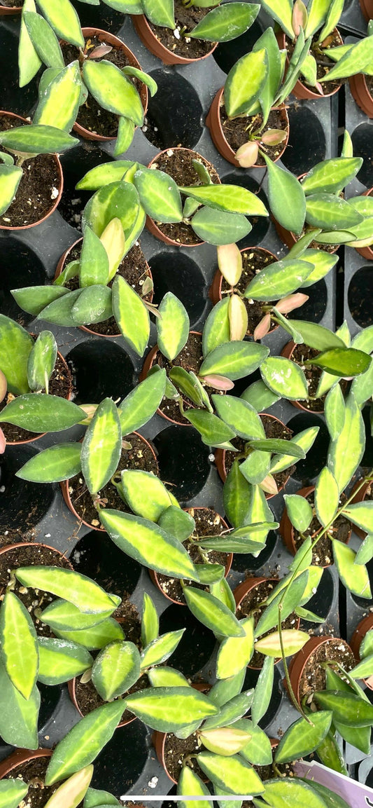 Hoya DS-70 Variegated 2” plant **(ALL plants require you to purchase ANY 2 plants!)**