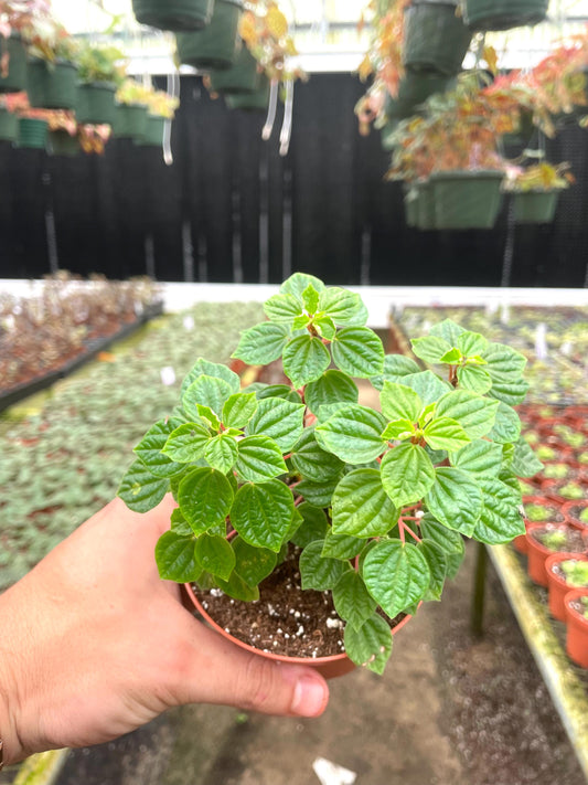 Peperomia Meridana 2” plant **(ALL plants require you to purchase ANY 2 plants!)**