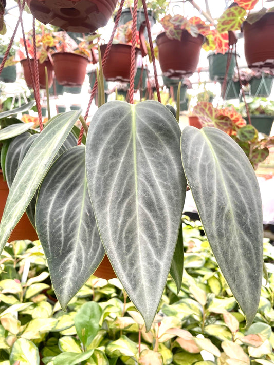 Peperomia Maculosa “whale fin” rare 4” plant **(ALL plants require you to purchase ANY 2 plants!)**