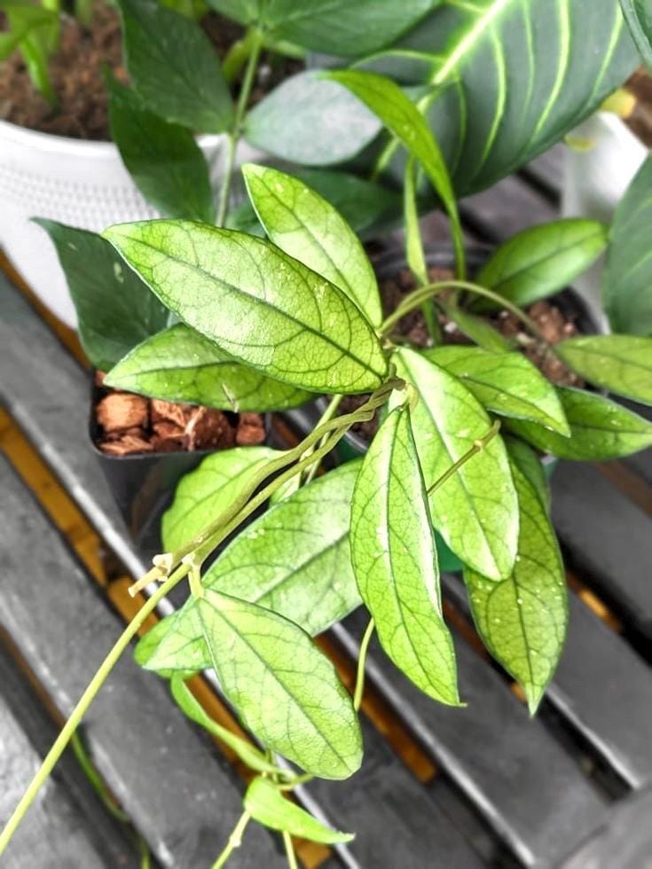 Hoya Crassipetiolata 2” plant **(ALL plants require you to purchase ANY 2 plants!)**