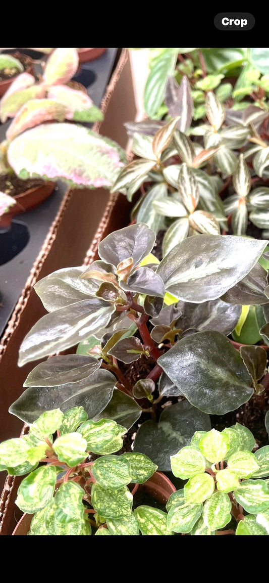 Peperomia Metallica var columbiana 2” plant **(ALL plants require you to purchase ANY 2 plants!)**