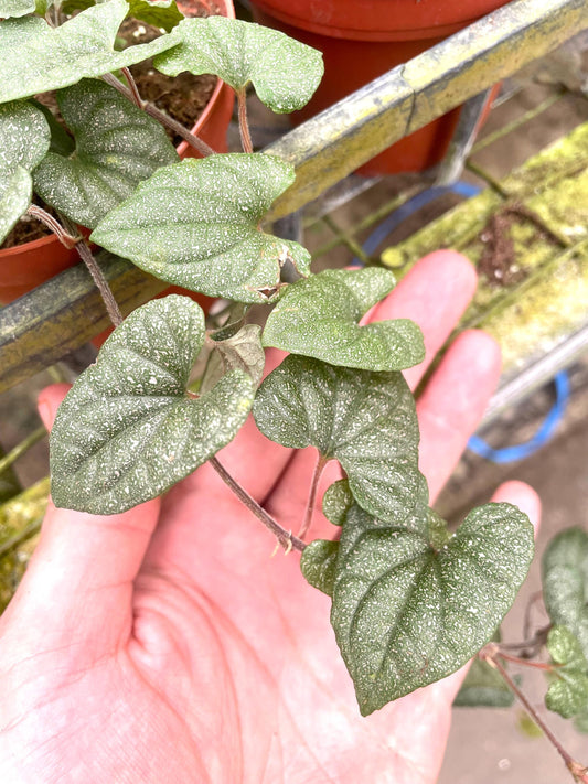 Piper Silver Flecks rare 4” plant **(ALL plants require you to purchase ANY 2 plants!)**