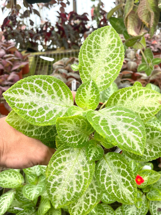 Episcia Faded Jade flowering African violet 4” plant **(ALL plants require you to purchase ANY 2 plants!)**