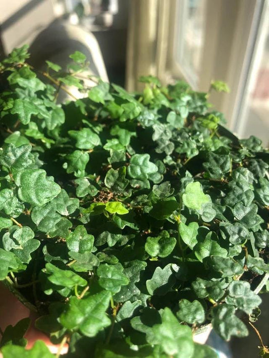 Peperomia quercifolia “string of frogs” creeping fig starter plant **(ALL plants require you to purchase ANY 2 plants!)**