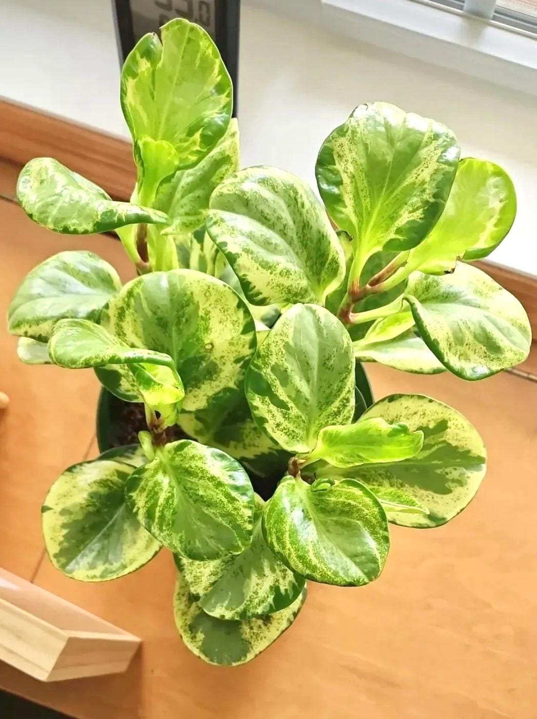 Marble Variegated peperomia 4” plant **(ALL plants require you to purchase ANY 2 plants!)**
