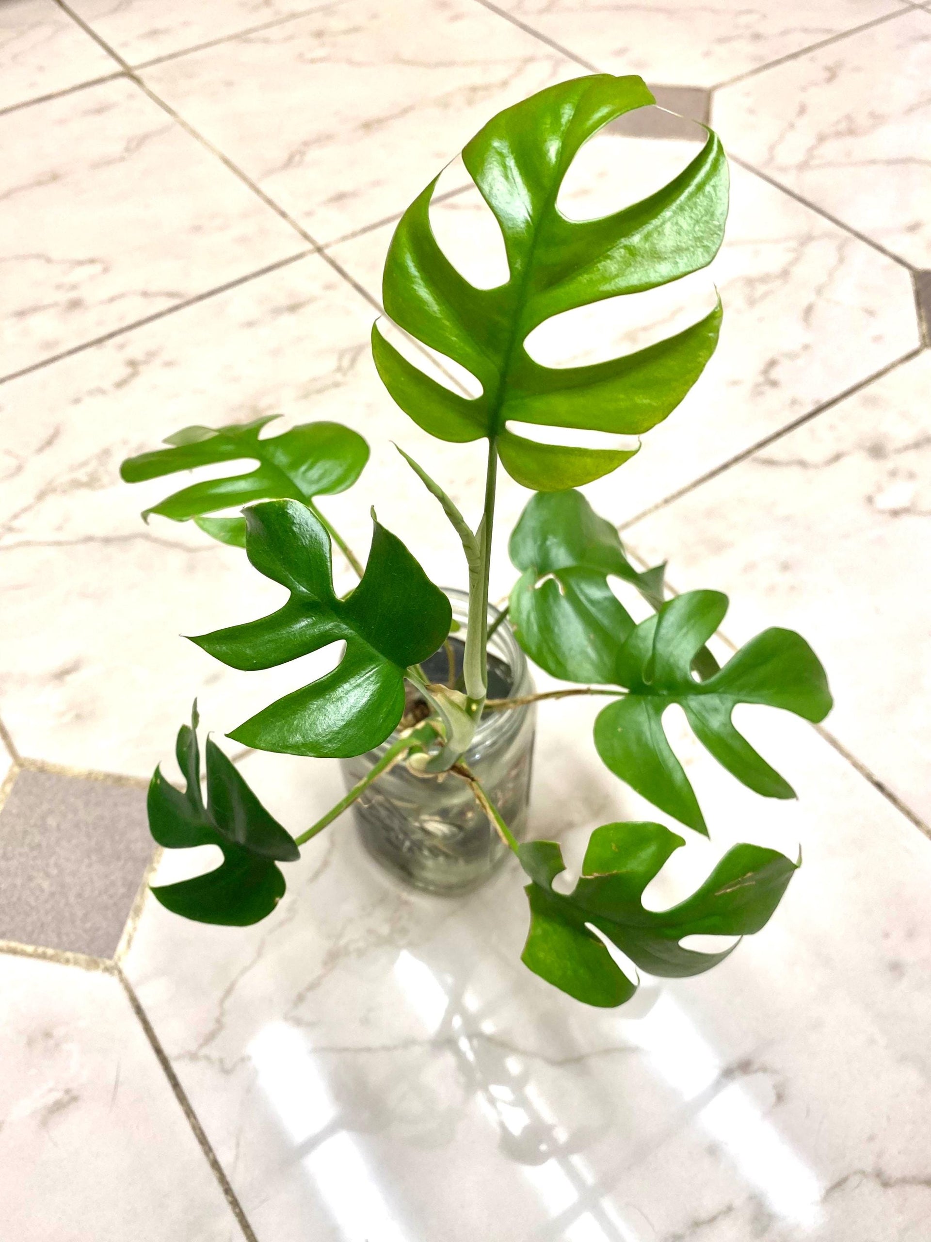 Monstera Ginny “mini monstera” starter plant **(ALL plants require you –  GoldenGreeneryCo