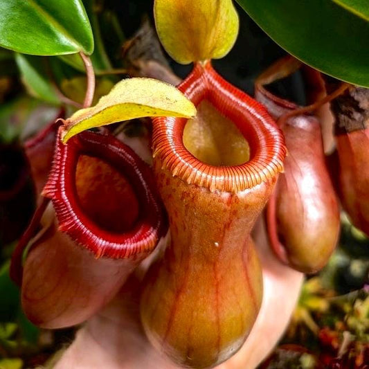 Nepenthes Ventricosa deep red pitcher plant **(ALL plants require you to purchase ANY 2 plants!)**