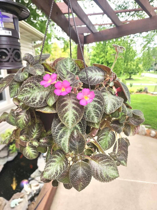 Episcia Chocolate soldier flowering African violet starter plant **(ALL plants require you to purchase ANY 2 plants!)**