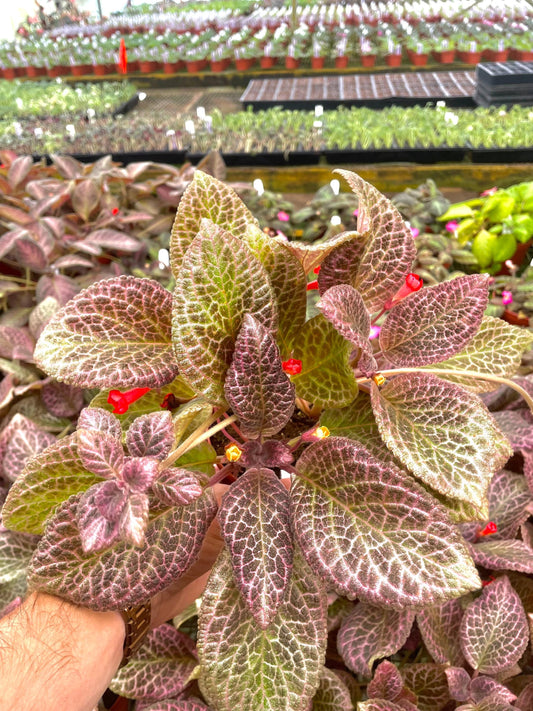 Episcia pink Acajou variegated flowering African violet 4” plant **(ALL plants require you to purchase ANY 2 plants!)**