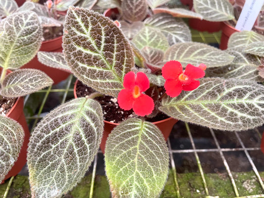 Episcia Longwood gardens flowering Flame violet 4” plant **(ALL plants require you to purchase ANY 2 plants!)**